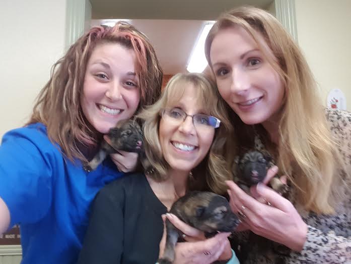 3 day old German Shepards with Kelly B, Kelly S, and Melissa